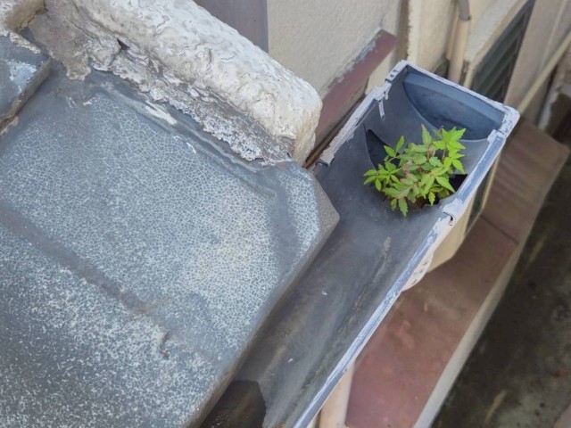 軒樋　雑草